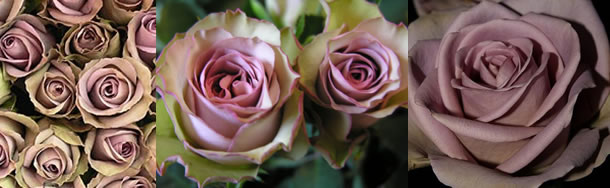 amnesia rose plant